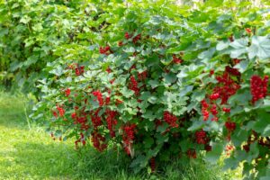 Beerensträucher für deinen Waldgarten