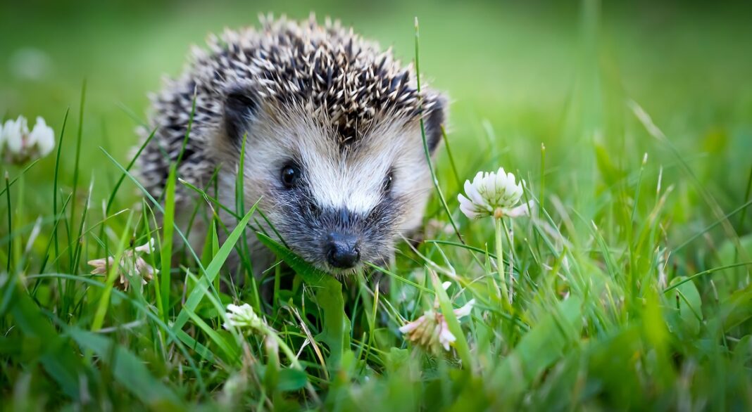 Igel Lebenserwartung