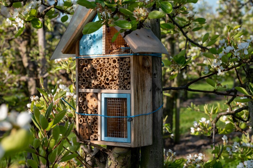 Insektenhotel Bewohner