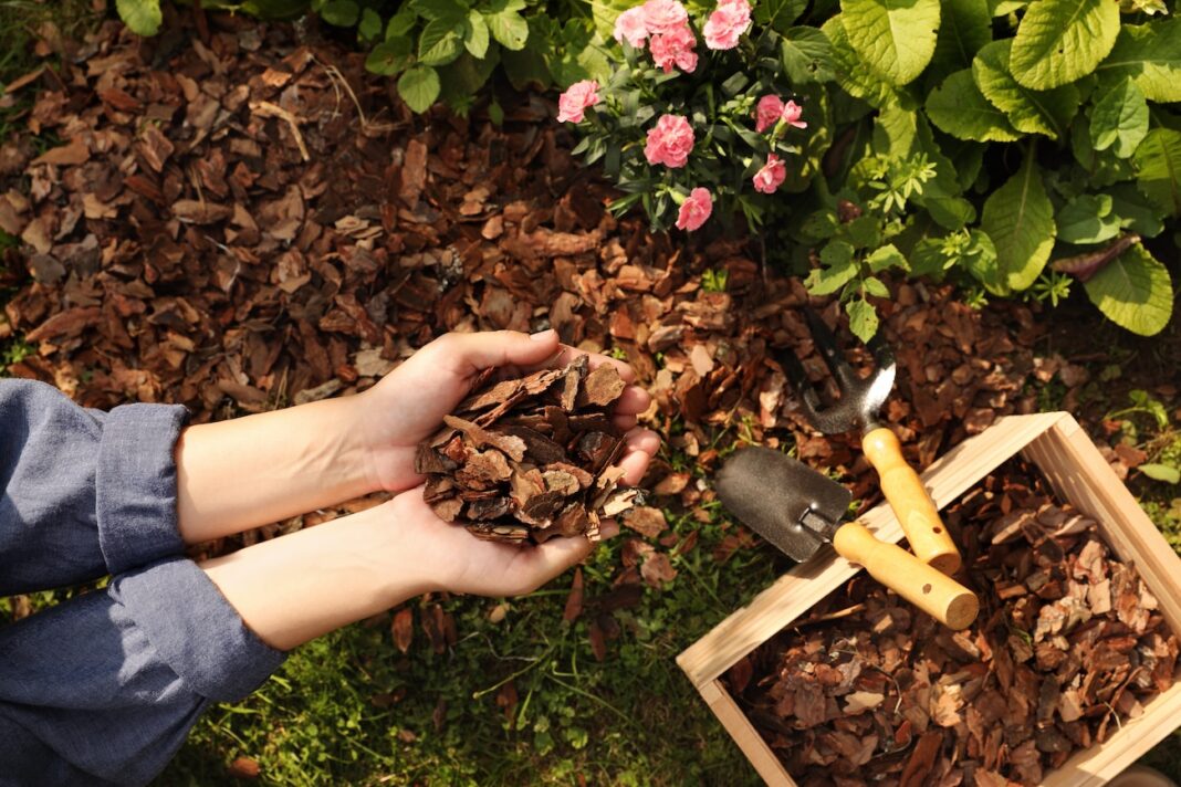 Rindenmulch gegen Unkraut